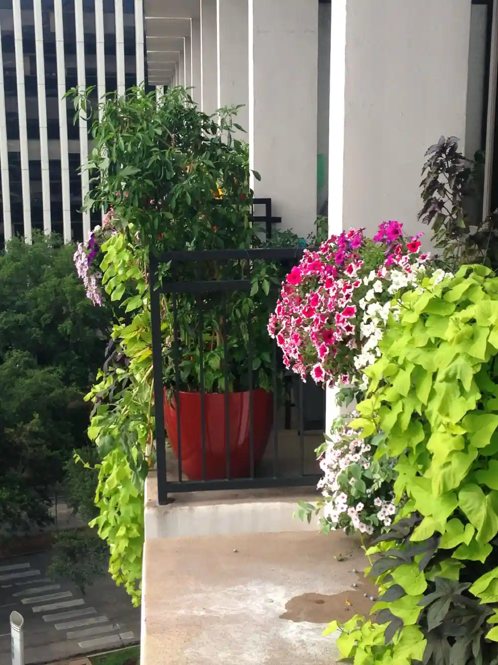 balcony garden