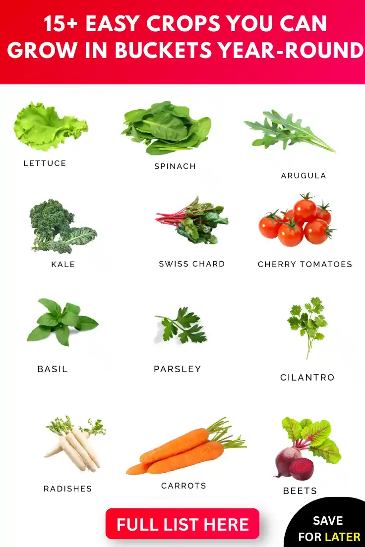 crops-you-can-grow-in-buckets-year-round